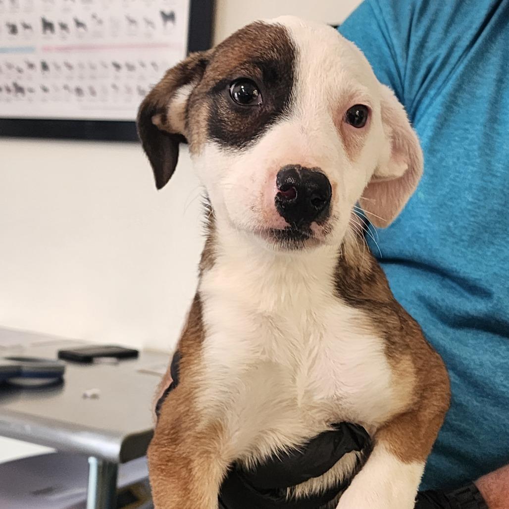 Blessing, Adoptable, Puppy Female Mixed Breed & Mixed Breed.