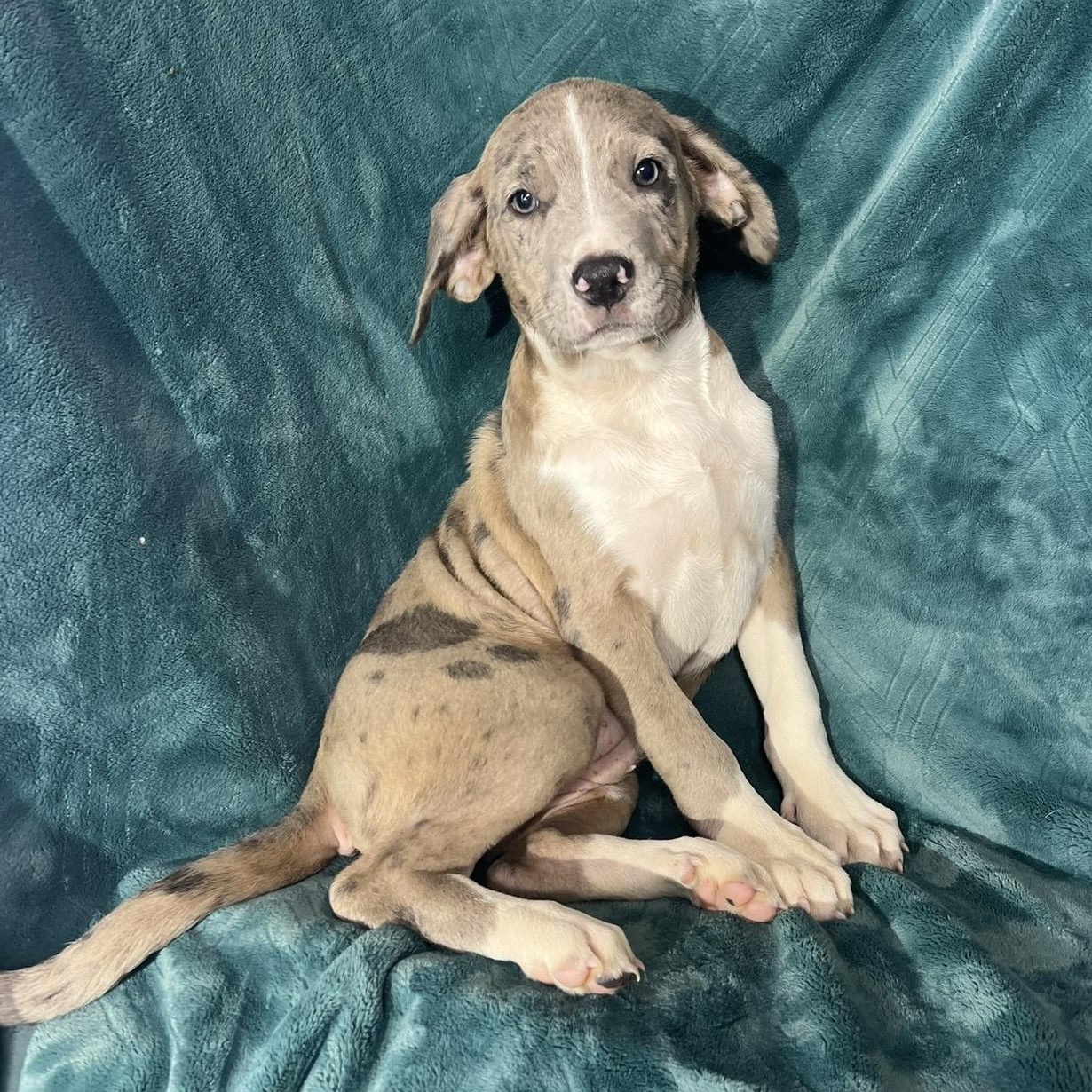 Ivee , ADOPTABLE, Puppy Female Catahoula Leopard Dog & Great Dane.