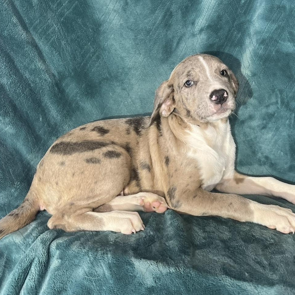 Enlarge Ivee , a ADOPTABLE mixed breed in Pelham, NH image 6/6