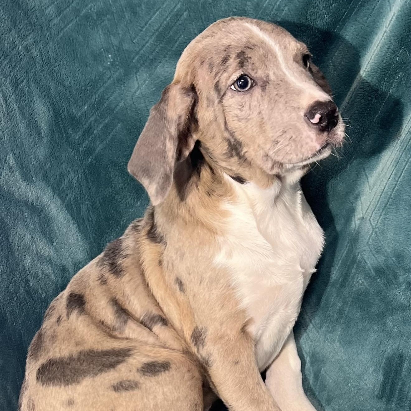 Enlarge Ivee , a ADOPTABLE mixed breed in Pelham, NH image 5/6