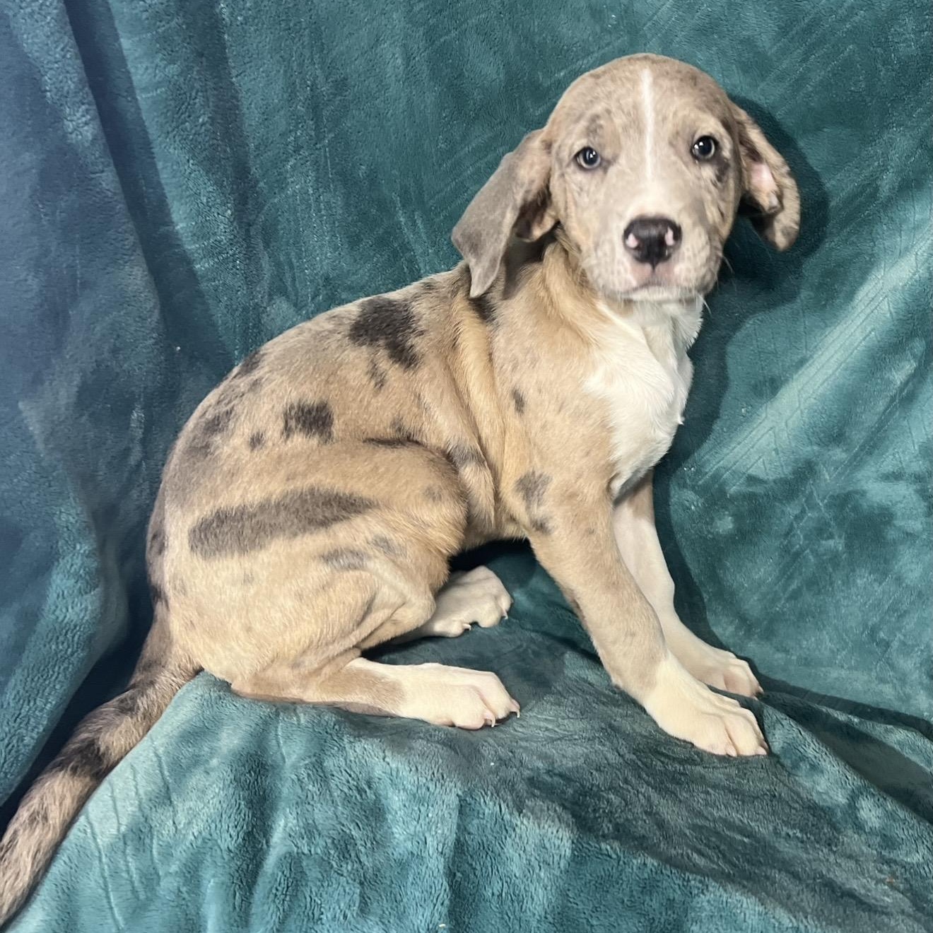 Enlarge Ivee , a ADOPTABLE mixed breed in Pelham, NH image 4/6