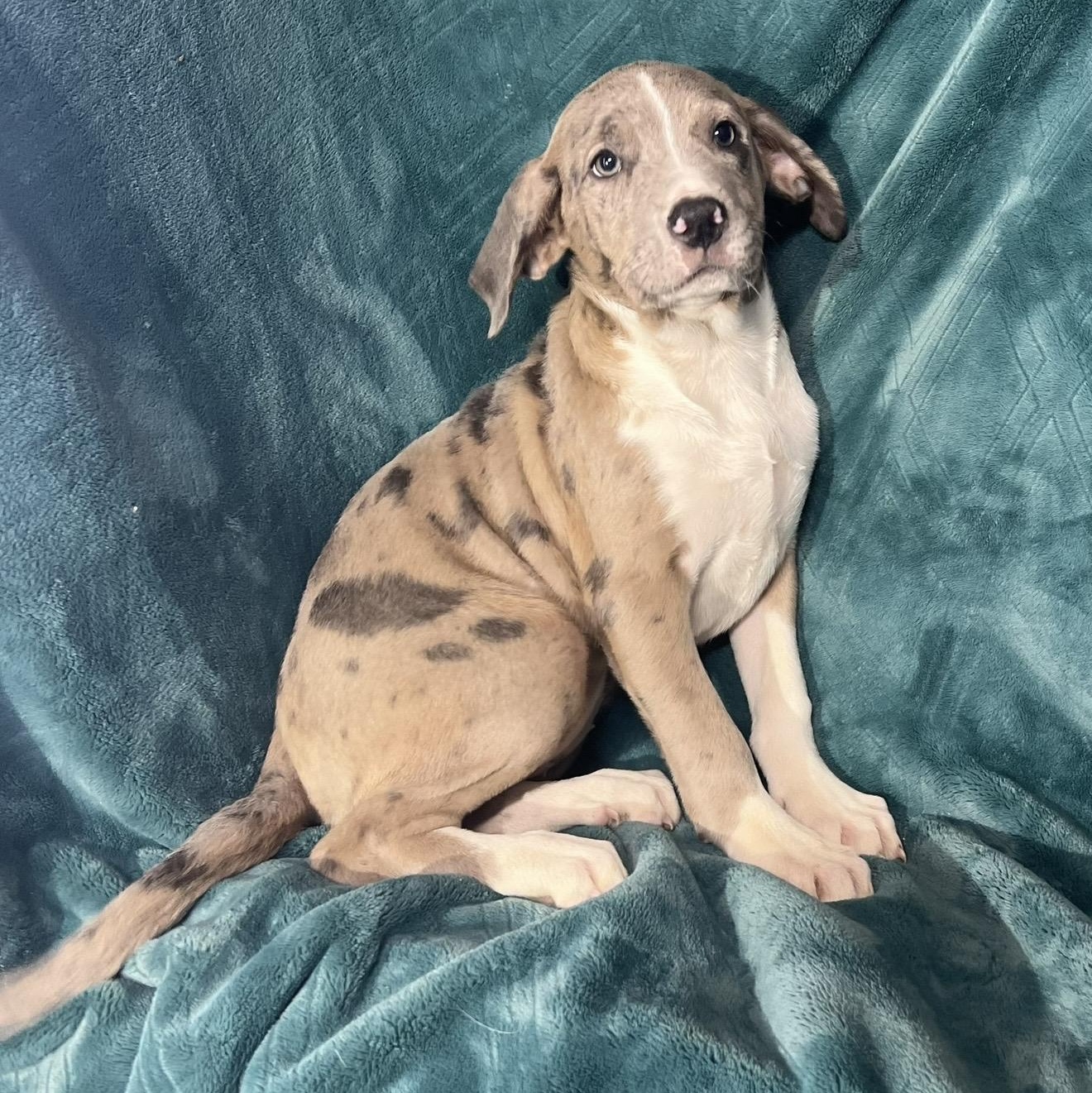 Enlarge Ivee , a ADOPTABLE mixed breed in Pelham, NH image 3/6