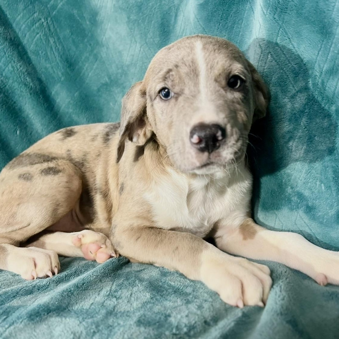 Enlarge Ivee , a ADOPTABLE mixed breed in Pelham, NH image 2/6