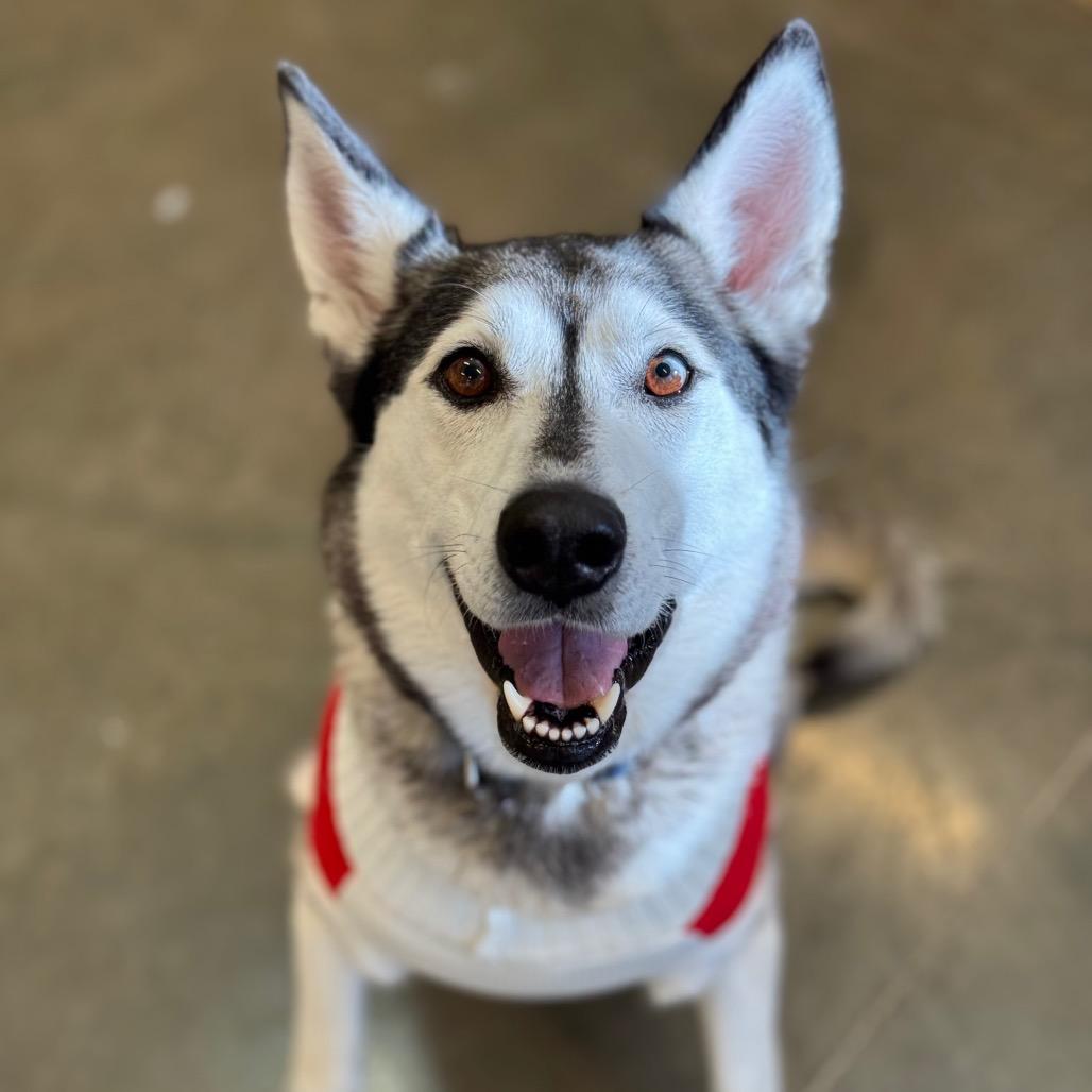 Nara, Adoptable, Adult Female Mixed Breed & Husky.