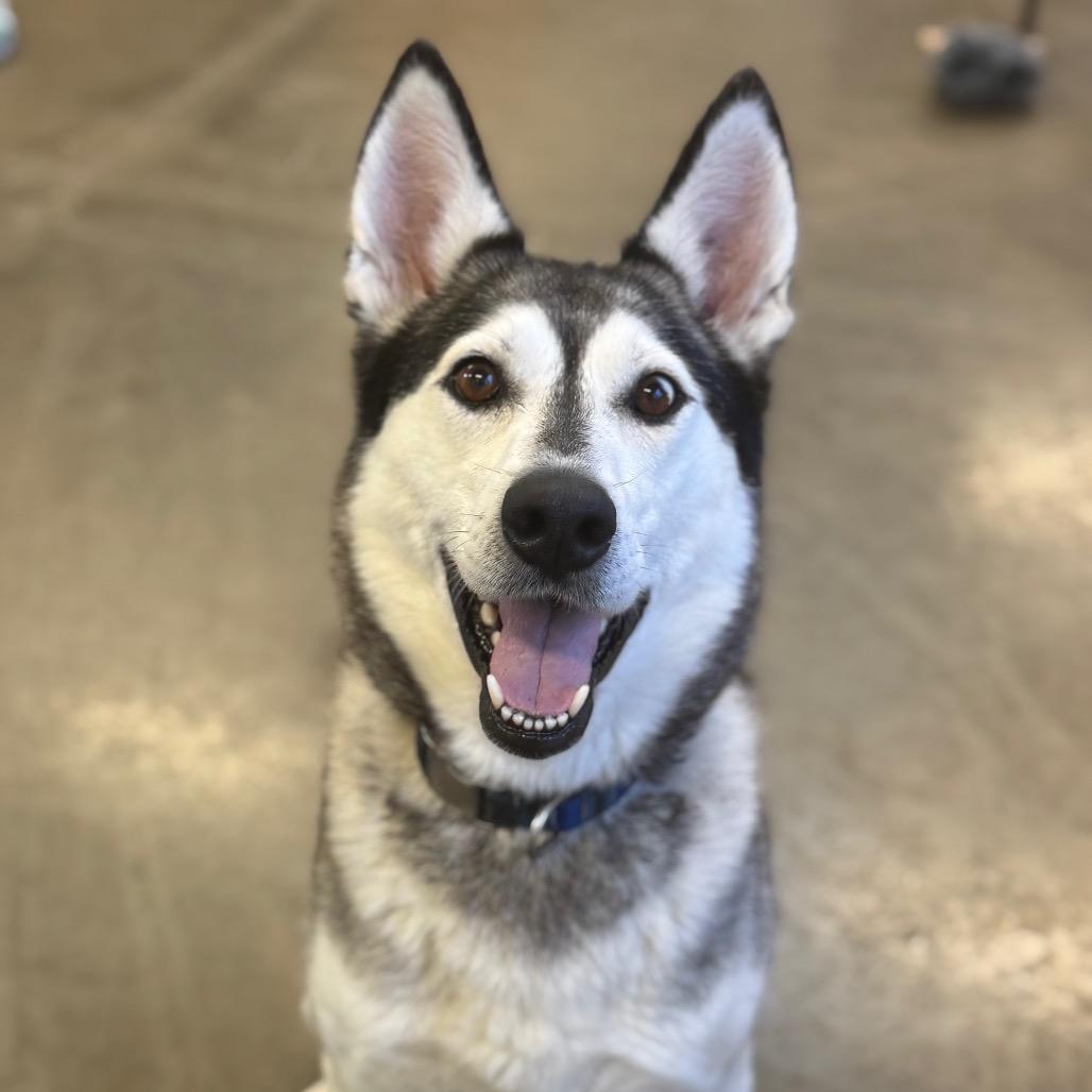 Enlarge Nara, a Adoptable mixed breed in Mankato, MN image 3/6