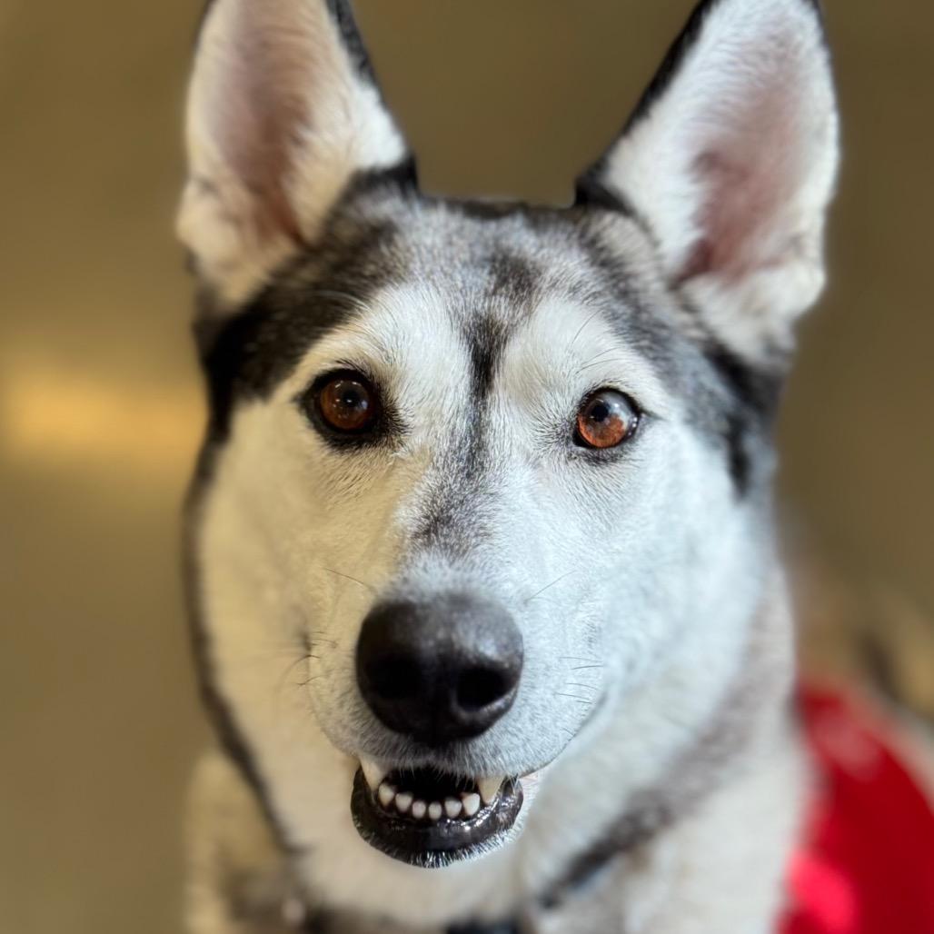 Enlarge Nara, a Adoptable mixed breed in Mankato, MN image 4/6