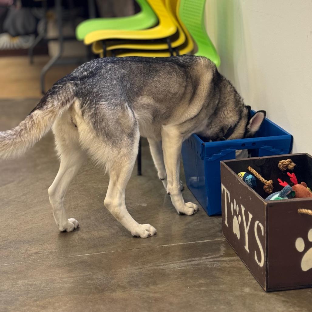 Enlarge Nara, a Adoptable mixed breed in Mankato, MN image 5/6