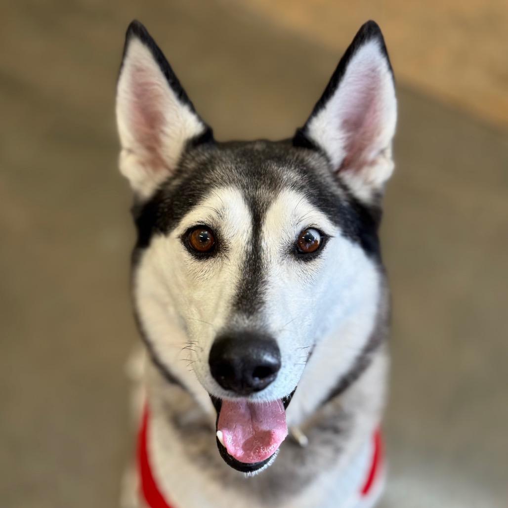 Enlarge Nara, a Adoptable mixed breed in Mankato, MN image 6/6
