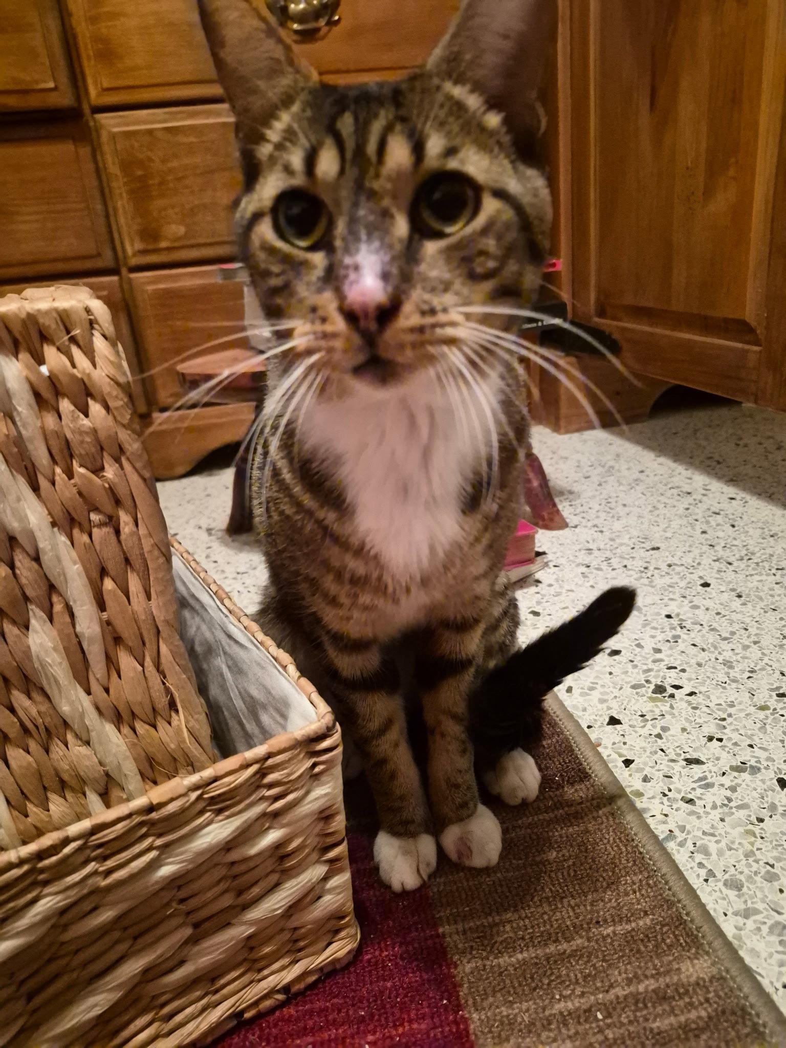 Boots, Adoptable, Adult Male Tabby.