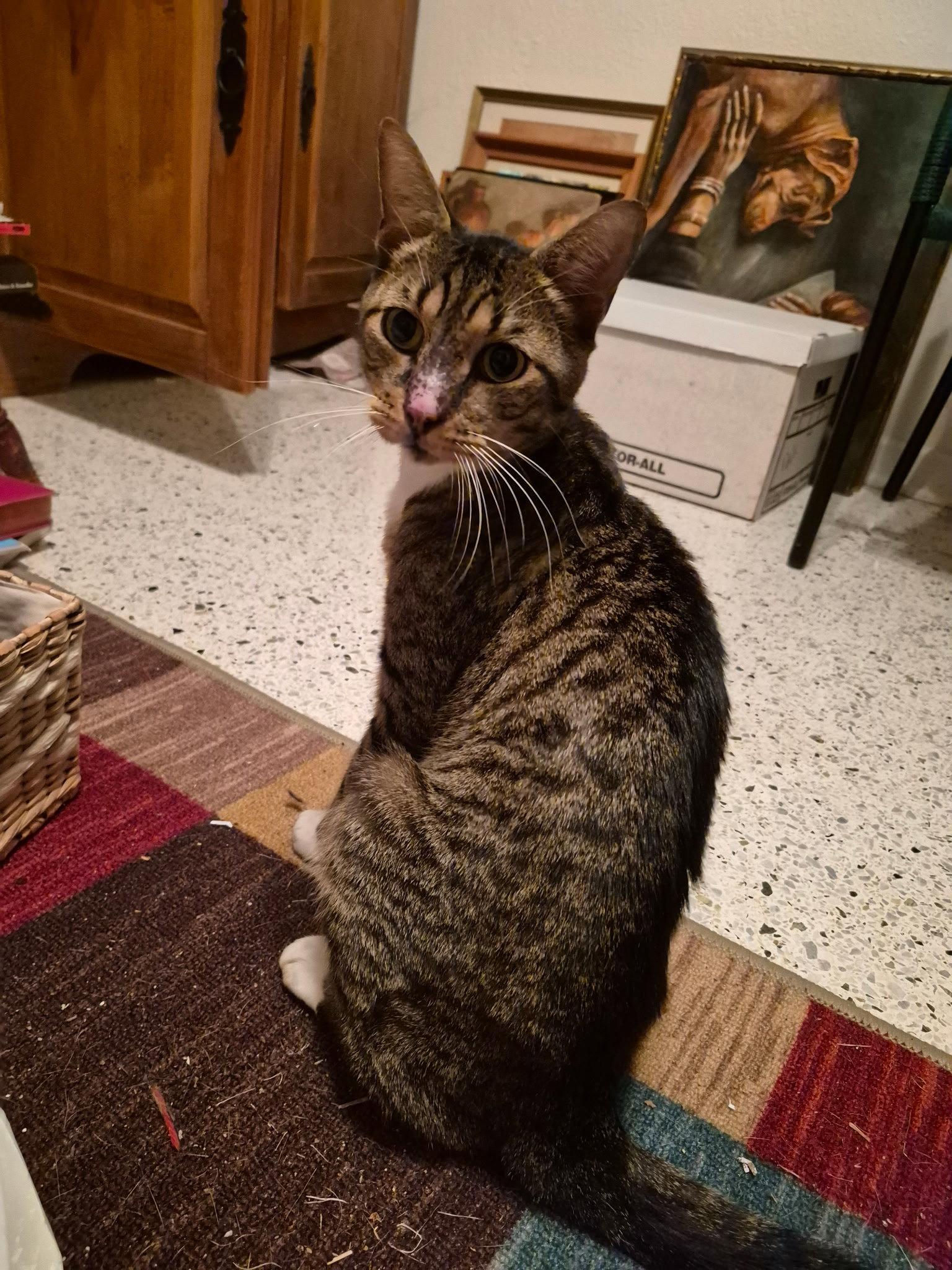 Enlarge Boots, a Adoptable Tabby in Royal Palm Beach, FL image 2/3