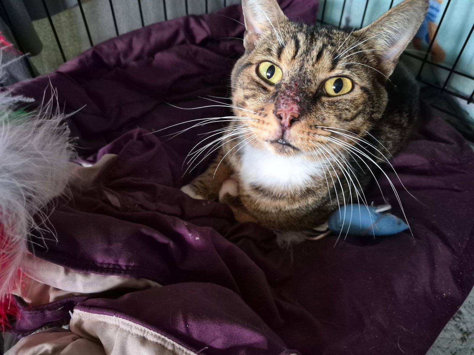 Enlarge Boots, a Adoptable Tabby in Royal Palm Beach, FL image 3/3
