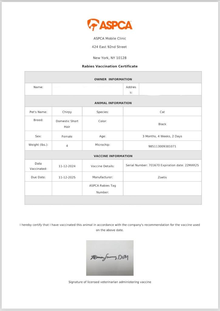 Enlarge Chirpy, a Adopted mixed breed in Brooklyn, NY image 1/1