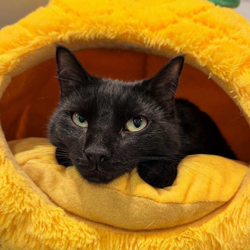 Enlarge Chirpy, a Adopted mixed breed in Brooklyn, NY image 1/1