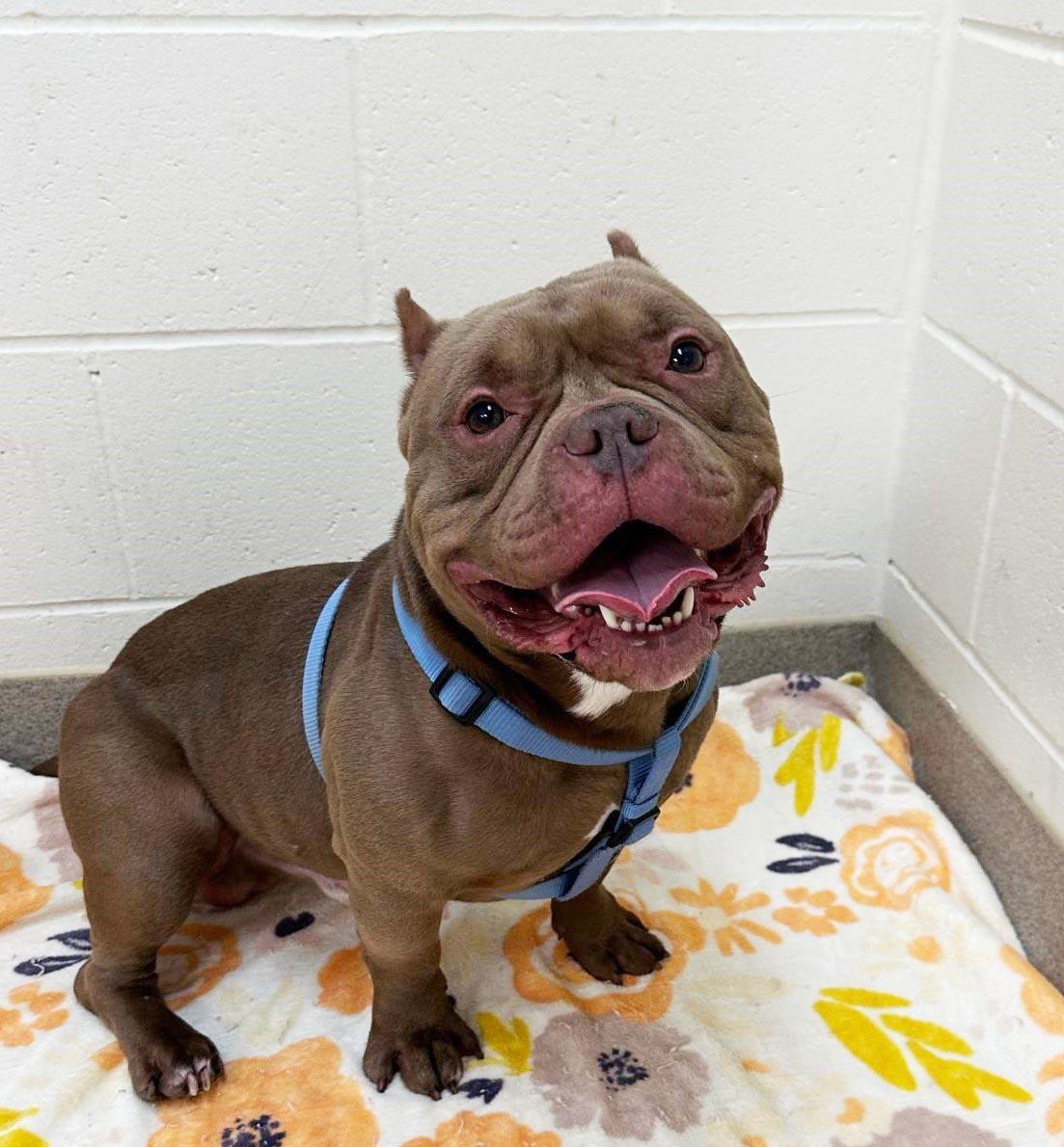 Enlarge Deke, a ADOPTABLE mixed breed in Plover, WI image 3/6