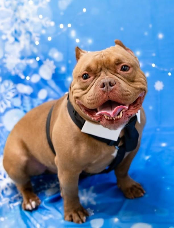 Deke, ADOPTABLE, Adult Male Bulldog.
