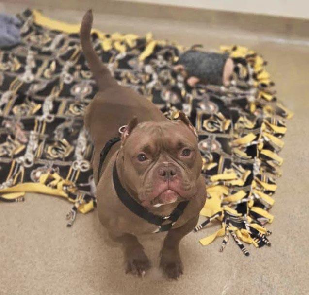 Enlarge Deke, a ADOPTABLE mixed breed in Plover, WI image 5/6