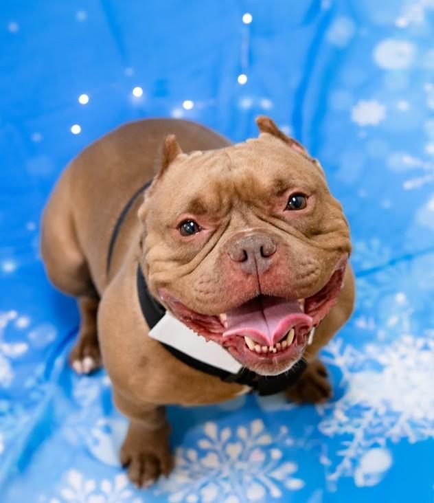 Enlarge Deke, a ADOPTABLE mixed breed in Plover, WI image 4/6