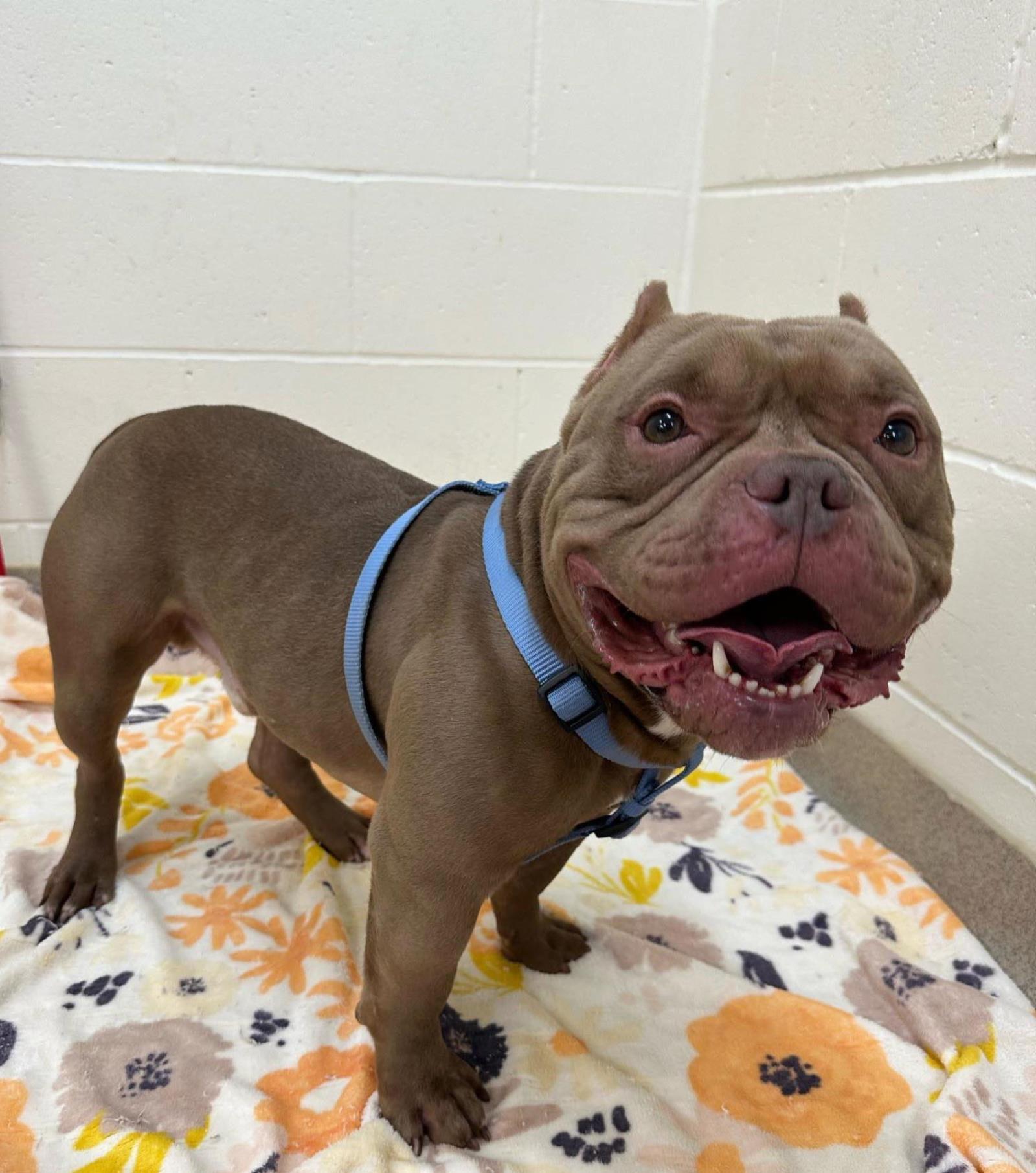 Enlarge Deke, a ADOPTABLE mixed breed in Plover, WI image 6/6