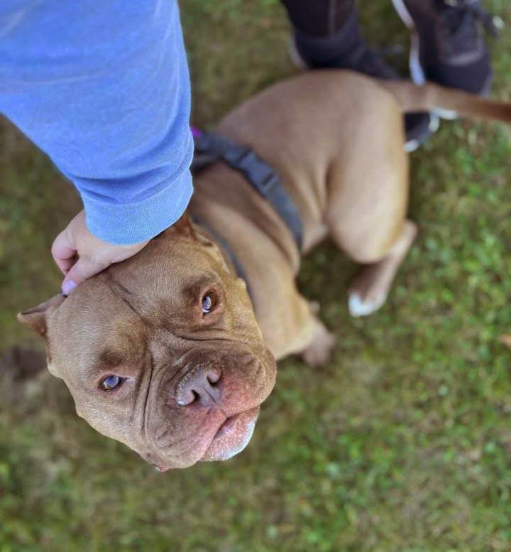 Enlarge Deke, a ADOPTABLE mixed breed in Plover, WI image 2/6