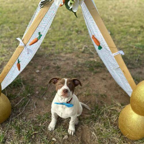 Enlarge Speck, a Adoptable mixed breed in Edmond, OK image 1/5