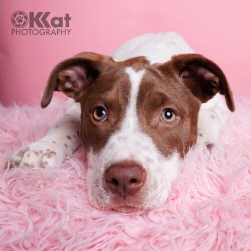 Enlarge Speck, a Adoptable mixed breed in Edmond, OK image 2/6