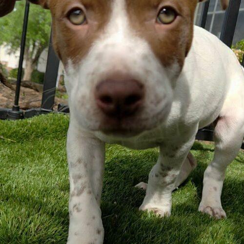 Enlarge Speck, a Adoptable mixed breed in Edmond, OK image 2/5