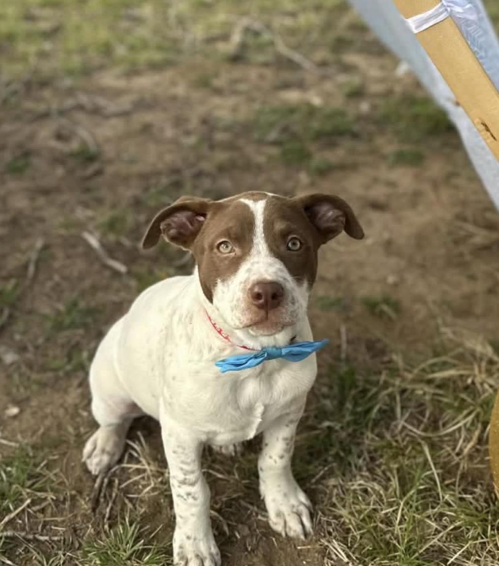 Enlarge Speck, a Adoptable mixed breed in Edmond, OK image 3/5