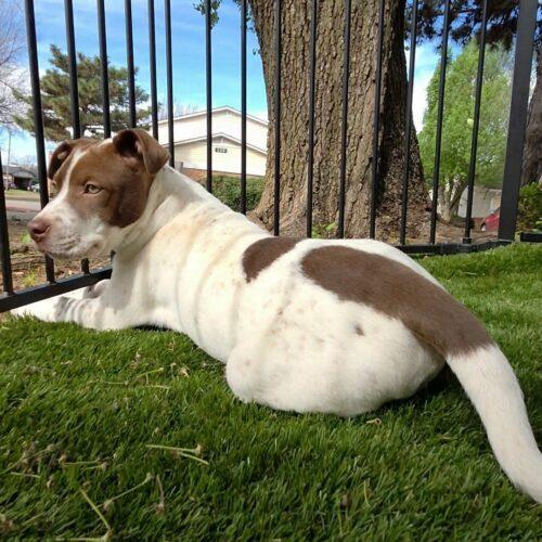 Enlarge Speck, a Adoptable mixed breed in Edmond, OK image 4/5