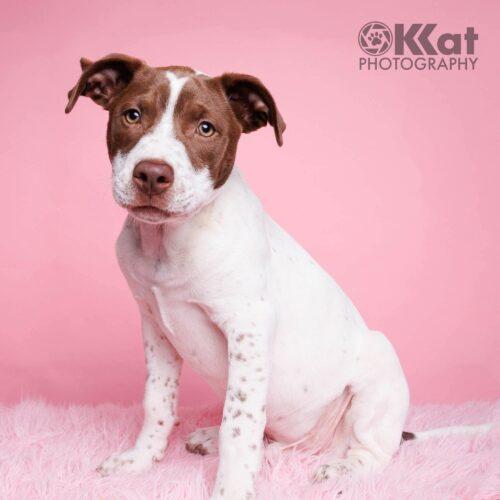 Enlarge Speck, a Adoptable mixed breed in Edmond, OK image 3/6