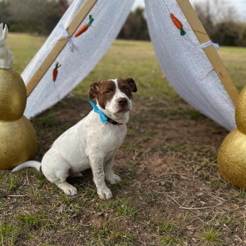 Enlarge Speck, a Adoptable mixed breed in Edmond, OK image 5/5