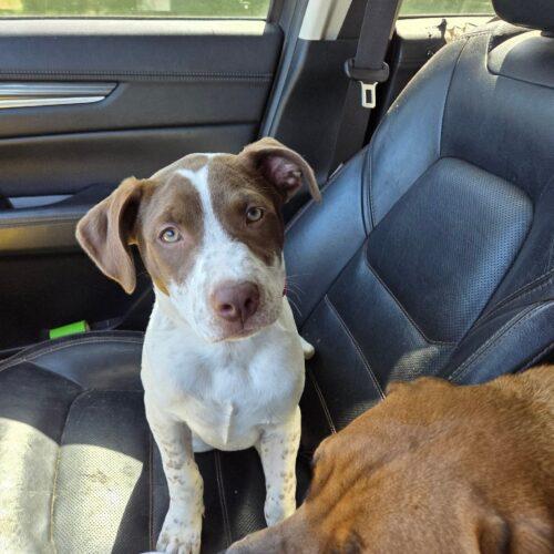 Enlarge Speck, a Adoptable mixed breed in Edmond, OK image 5/6