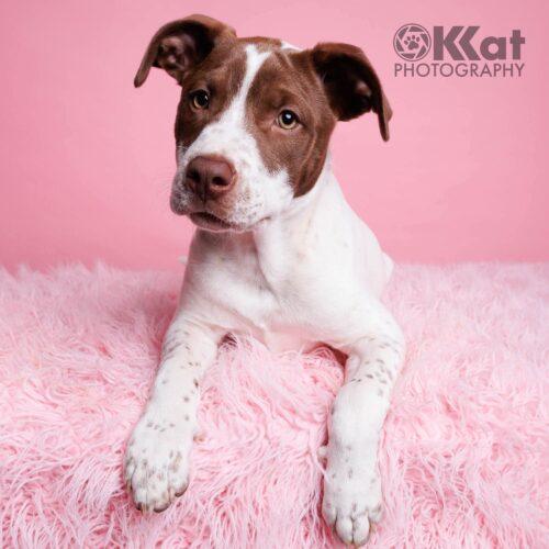 Enlarge Speck, a Adoptable mixed breed in Edmond, OK image 6/6