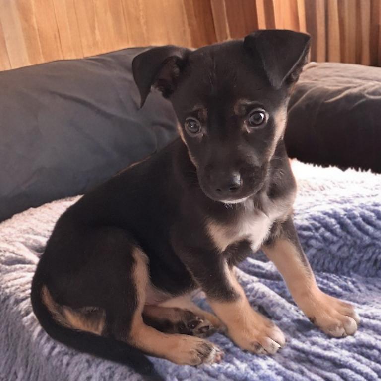 Vance, Adoptable, Puppy Male German Shepherd Dog & Mixed Breed.