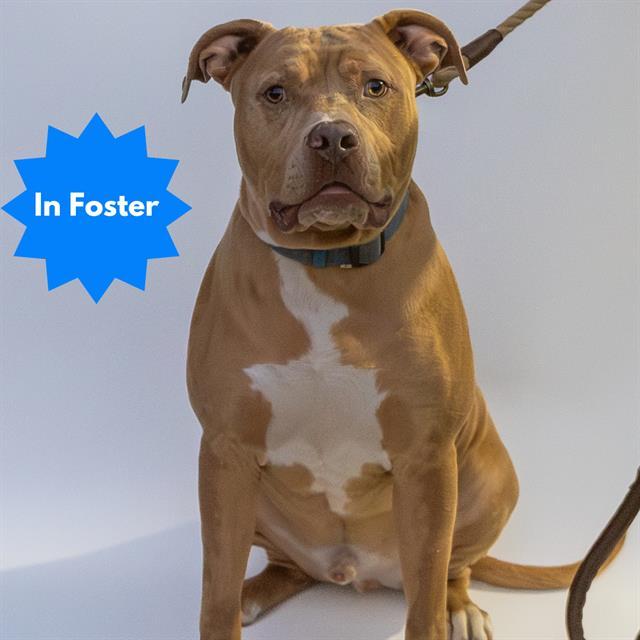 POSEY, Adoptable, Adult Male Pit Bull Terrier.
