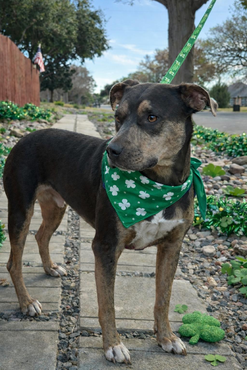 Enlarge Rolo, a Adoptable mixed breed in Euless, TX image 1/3