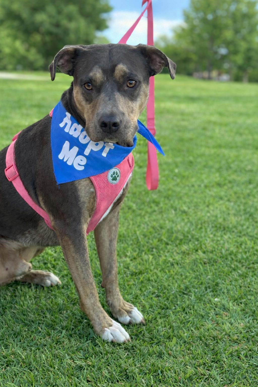 Enlarge Rolo, a Adoptable mixed breed in Euless, TX image 2/3