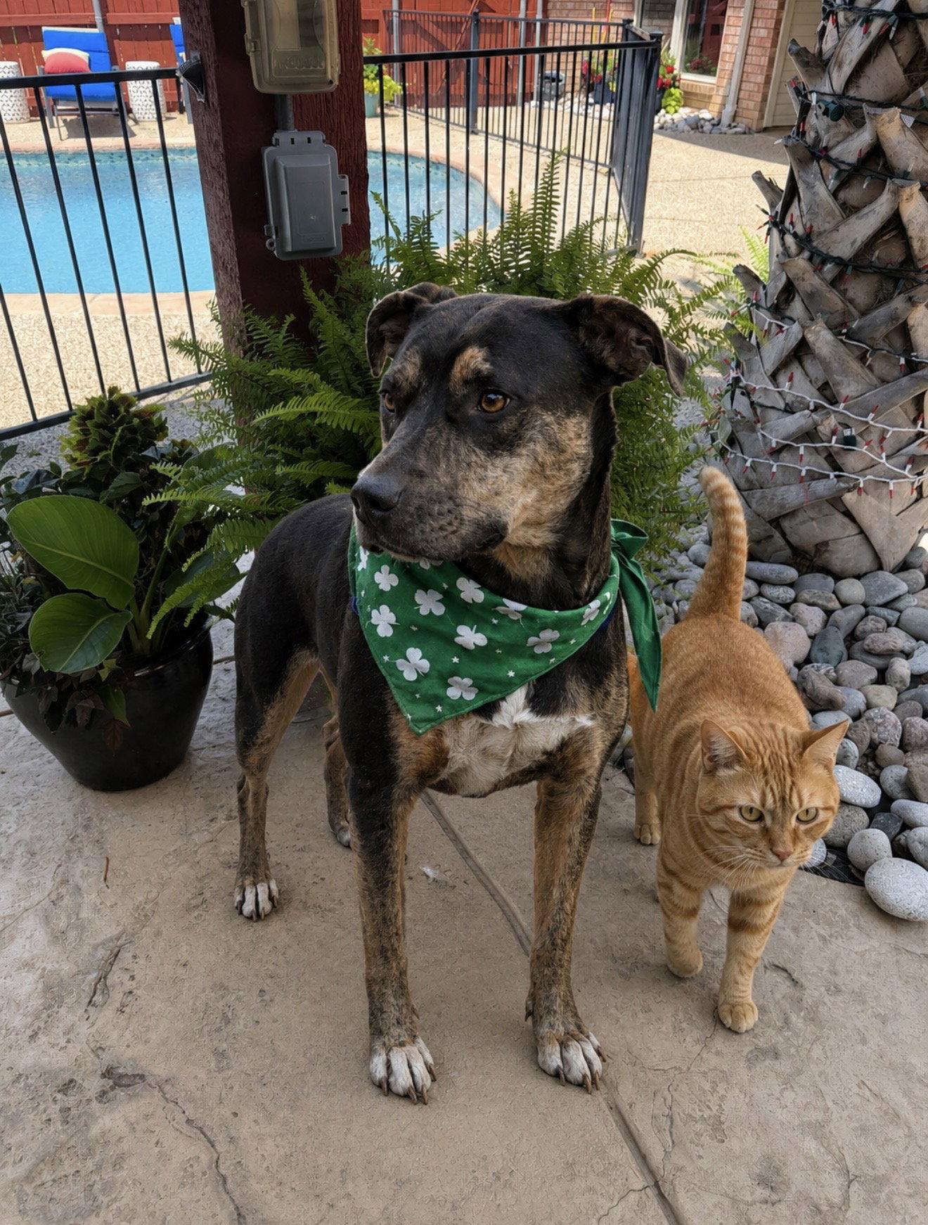 Rolo, a Adoptable mixed breed in Euless, TX image 2/3