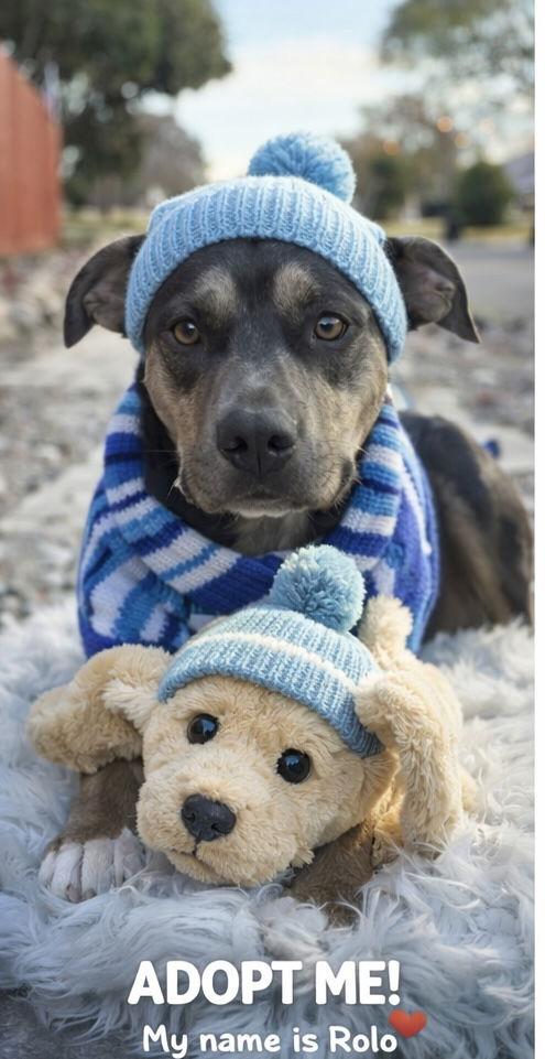 Enlarge Rolo, a Adoptable mixed breed in Euless, TX image 3/3