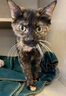 Maleficent, Adoptable, Adult Female Domestic Short Hair.