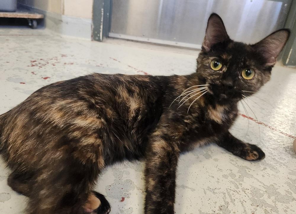 Maleficent, a Adoptable Domestic Short Hair in Mason City, IA image 2/2