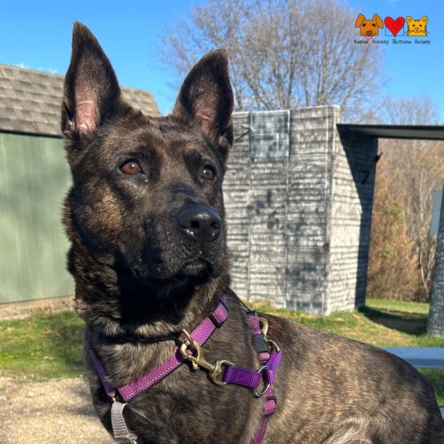 Enlarge ALANI, a Adoptable mixed breed in Aliquippa, PA image 1/1