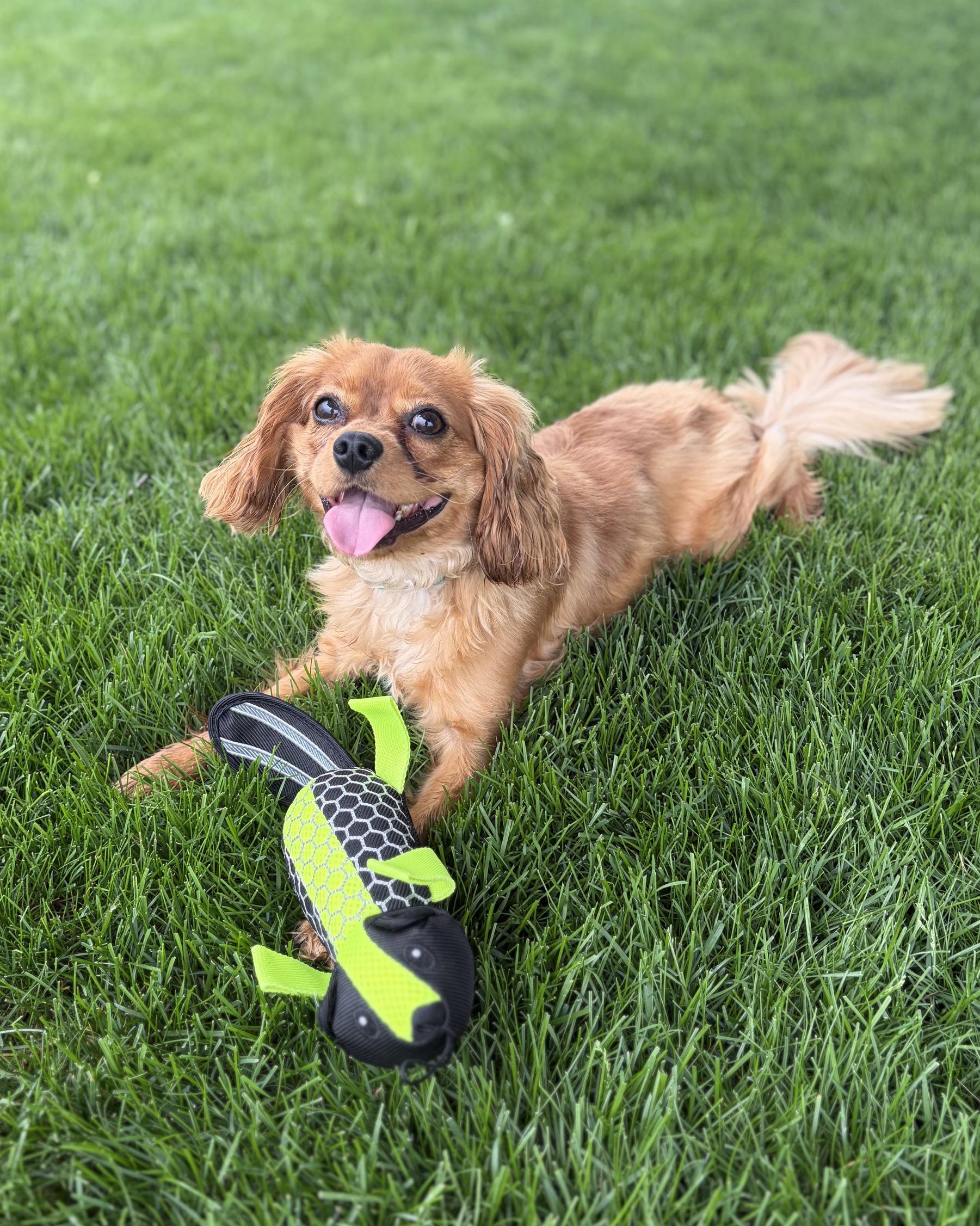 Chase-playful 1 year old, an adopted Cavalier King Charles Spaniel in Fort Wayne, IN image 1/4