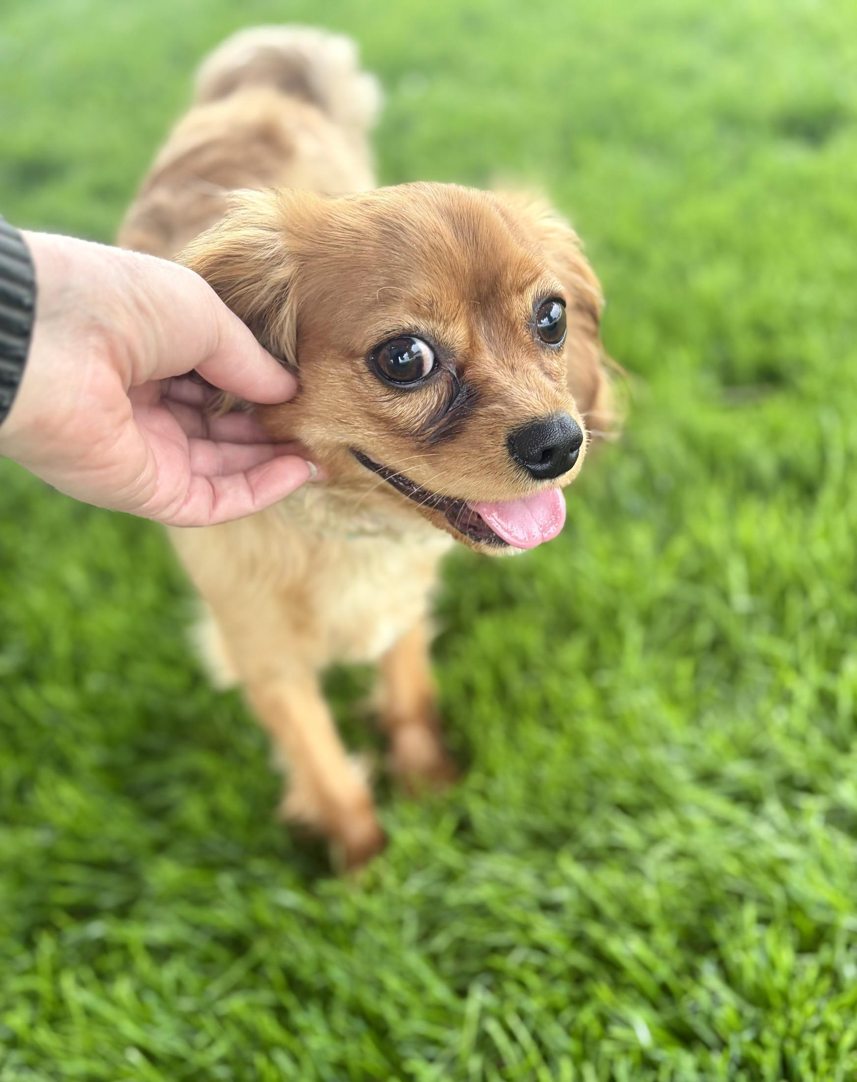 Chase-playful 1 year old, an adopted Cavalier King Charles Spaniel in Fort Wayne, IN image 2/4