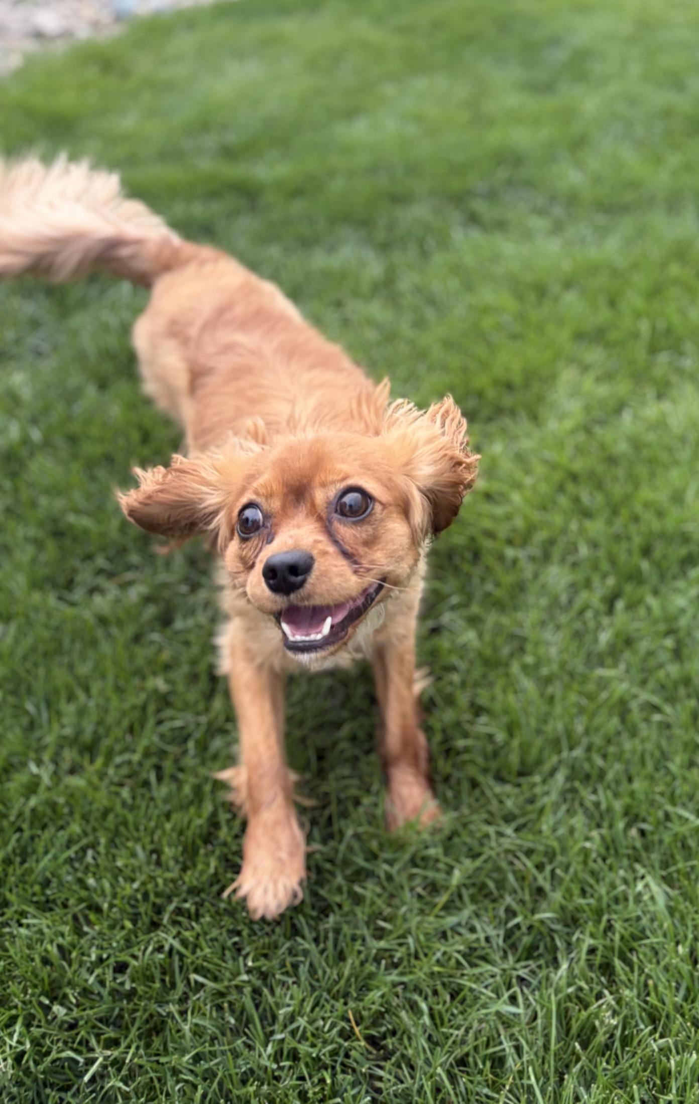 Chase-playful 1 year old, an adopted Cavalier King Charles Spaniel in Fort Wayne, IN image 3/4