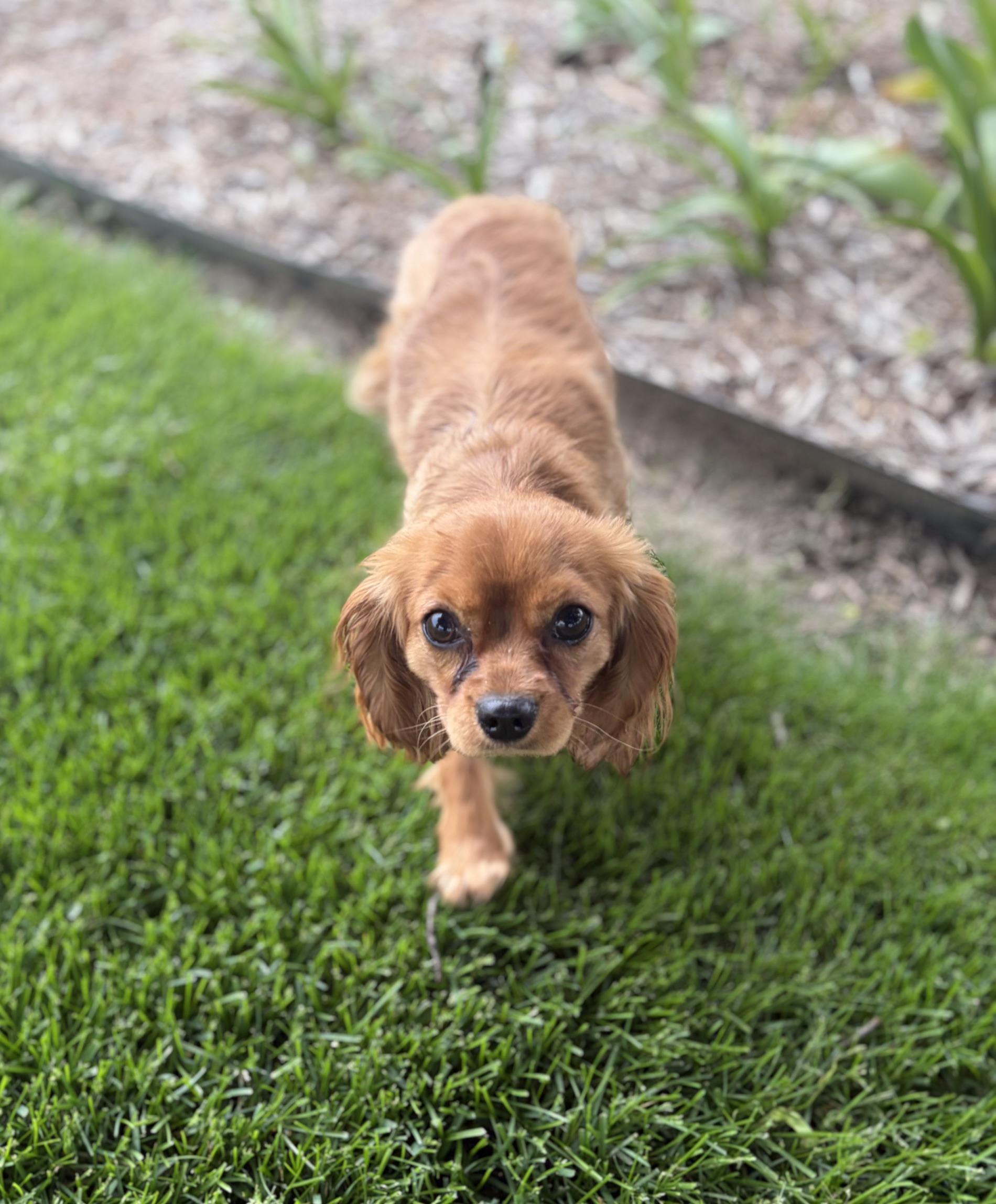Chase-playful 1 year old, an adopted Cavalier King Charles Spaniel in Fort Wayne, IN image 4/4