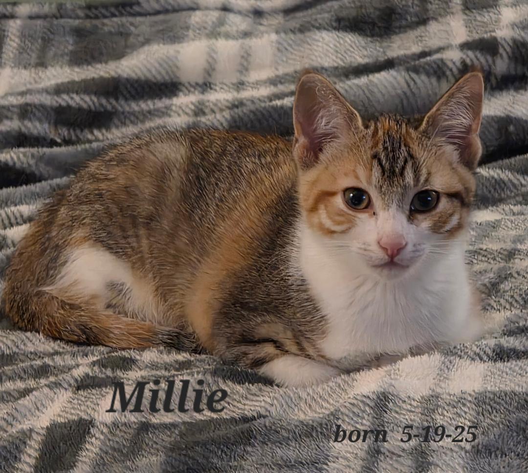 Millie FFC00286