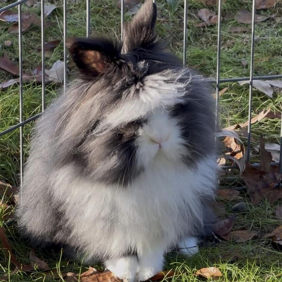 Enlarge Pretty Eyes, a ADOPTABLE Lionhead in SAUCIER, MS image 1/1