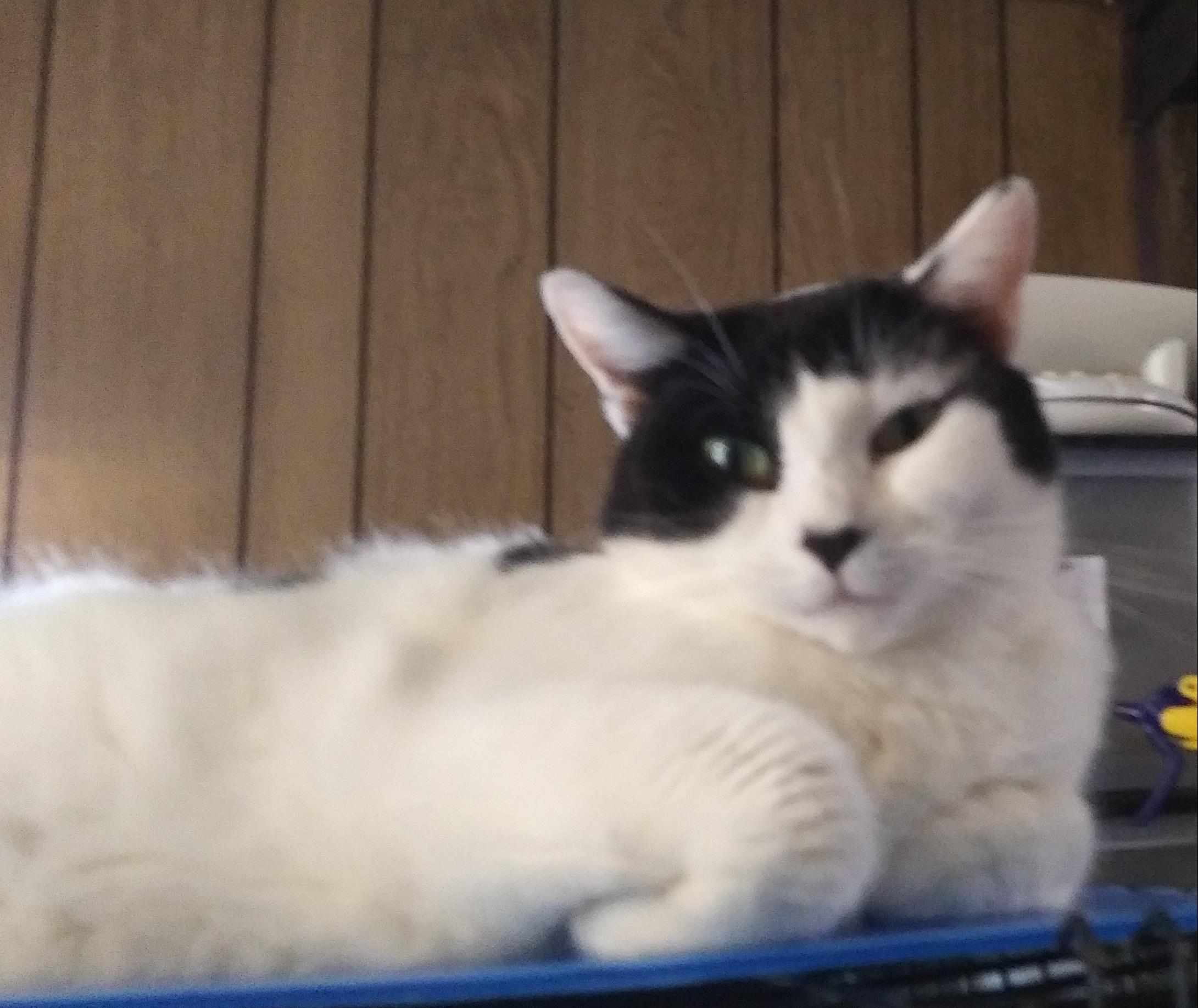 Enlarge Claire, a Adoptable Domestic Short Hair in Port Wentworth, GA image 1/4