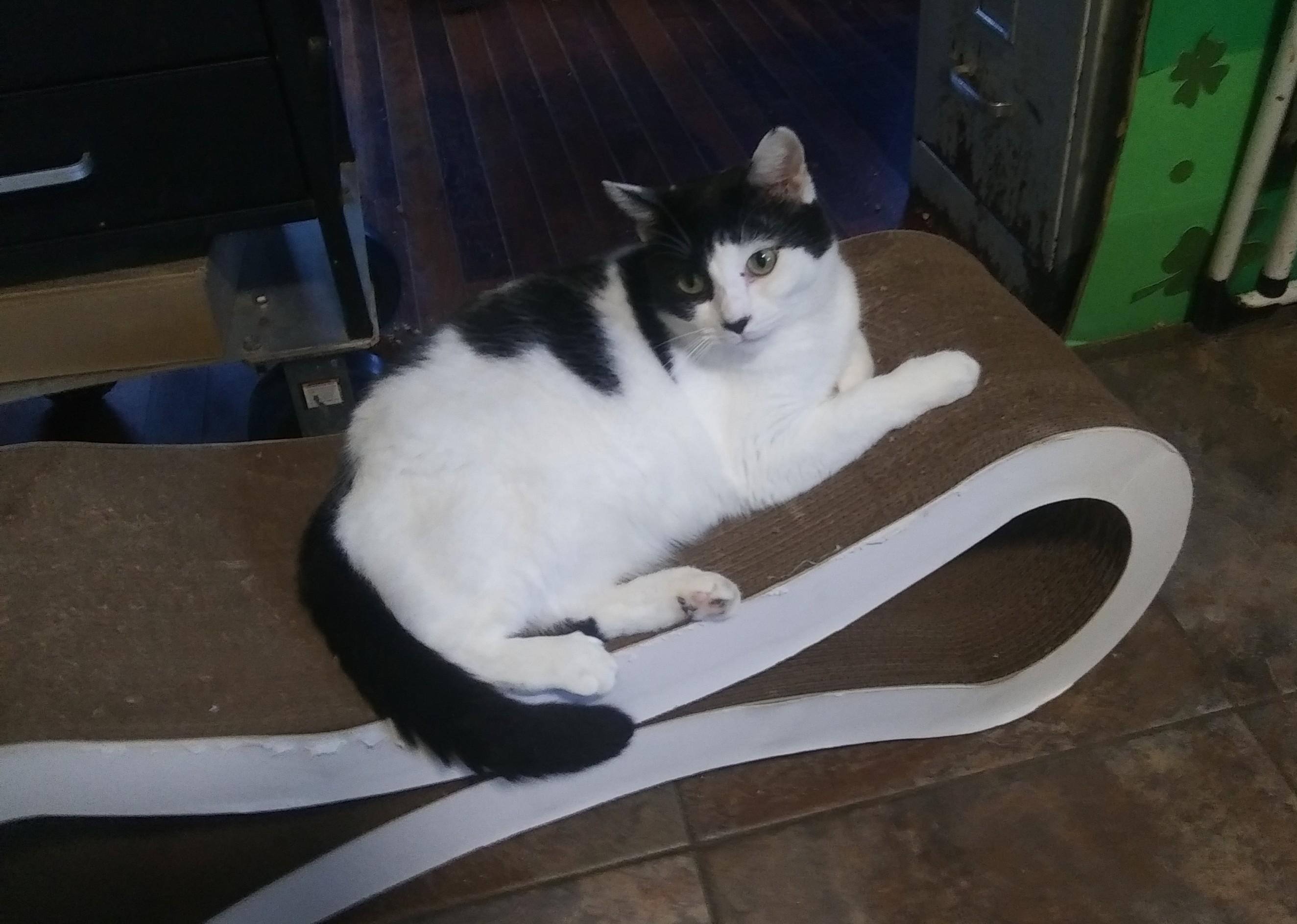 Enlarge Claire, a Adoptable Domestic Short Hair in Port Wentworth, GA image 4/4