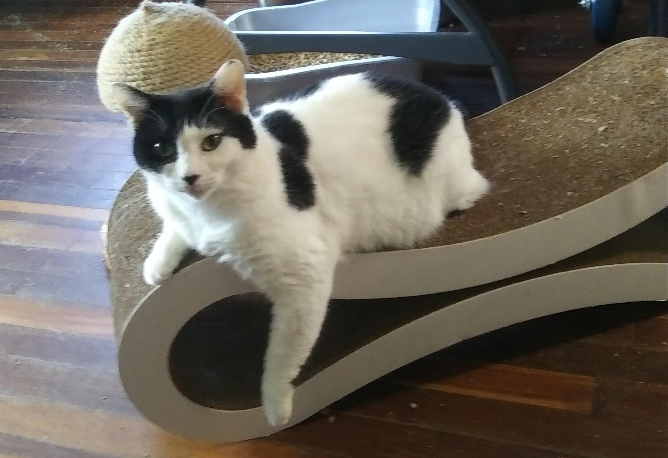 Enlarge Claire, a Adoptable Domestic Short Hair in Port Wentworth, GA image 3/4